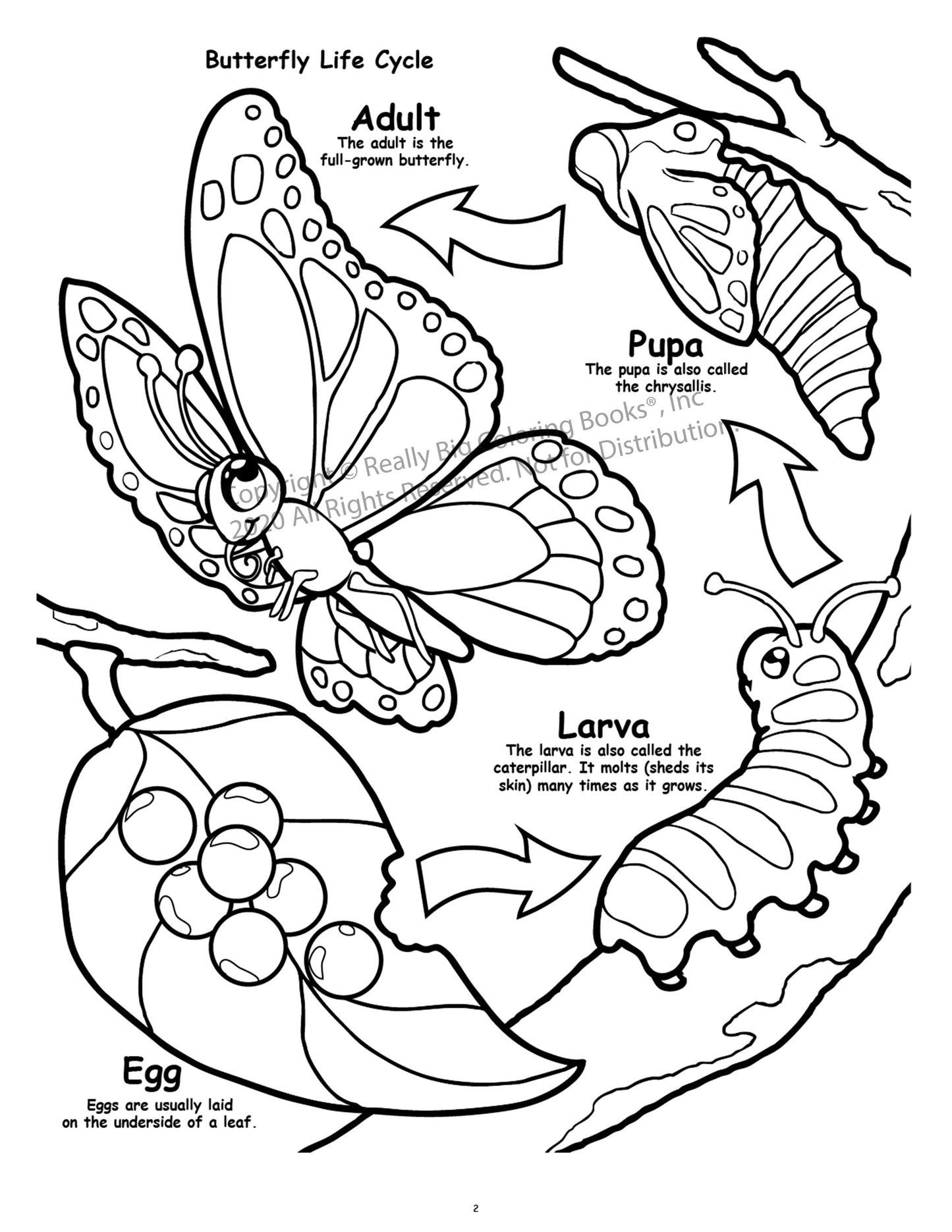 Butterflies and Birds Coloring Book Case Pack (12)