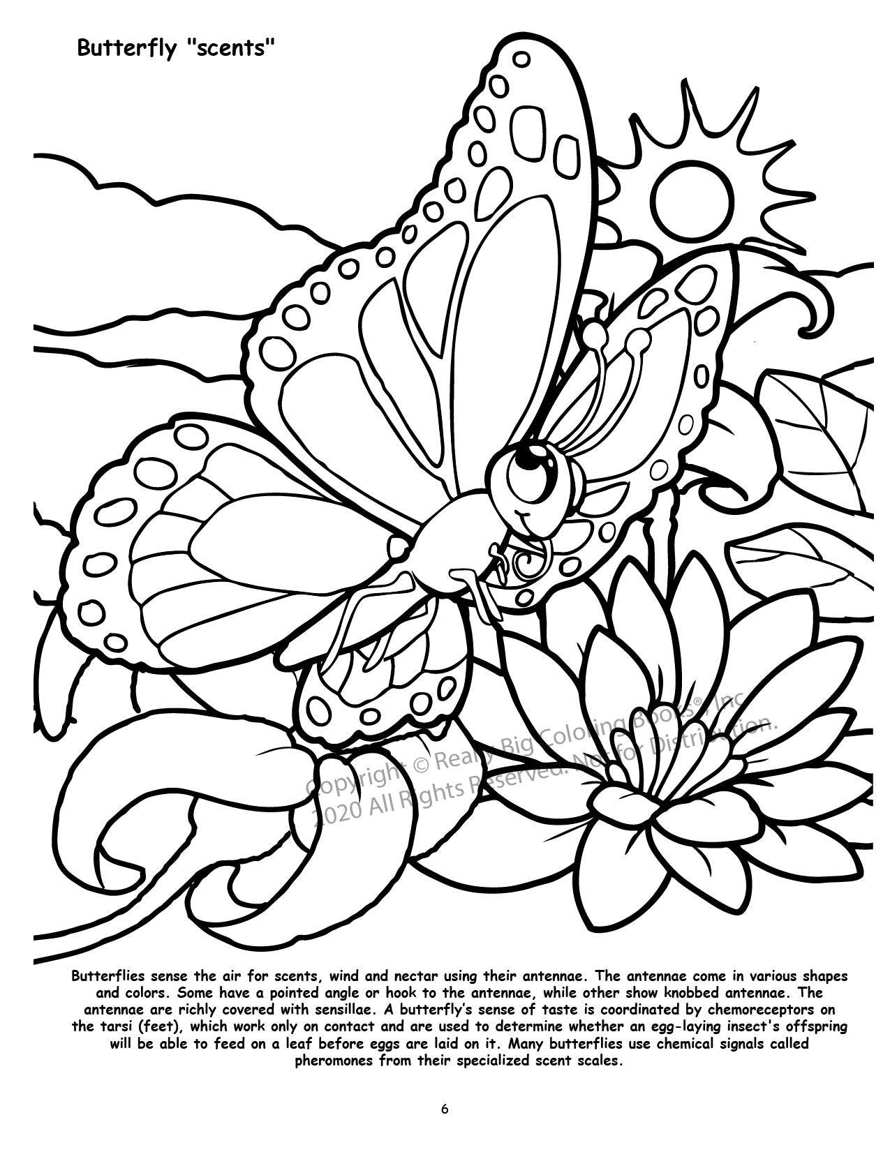 Butterflies and Birds Power Panel Coloring Book Case Pack (12)