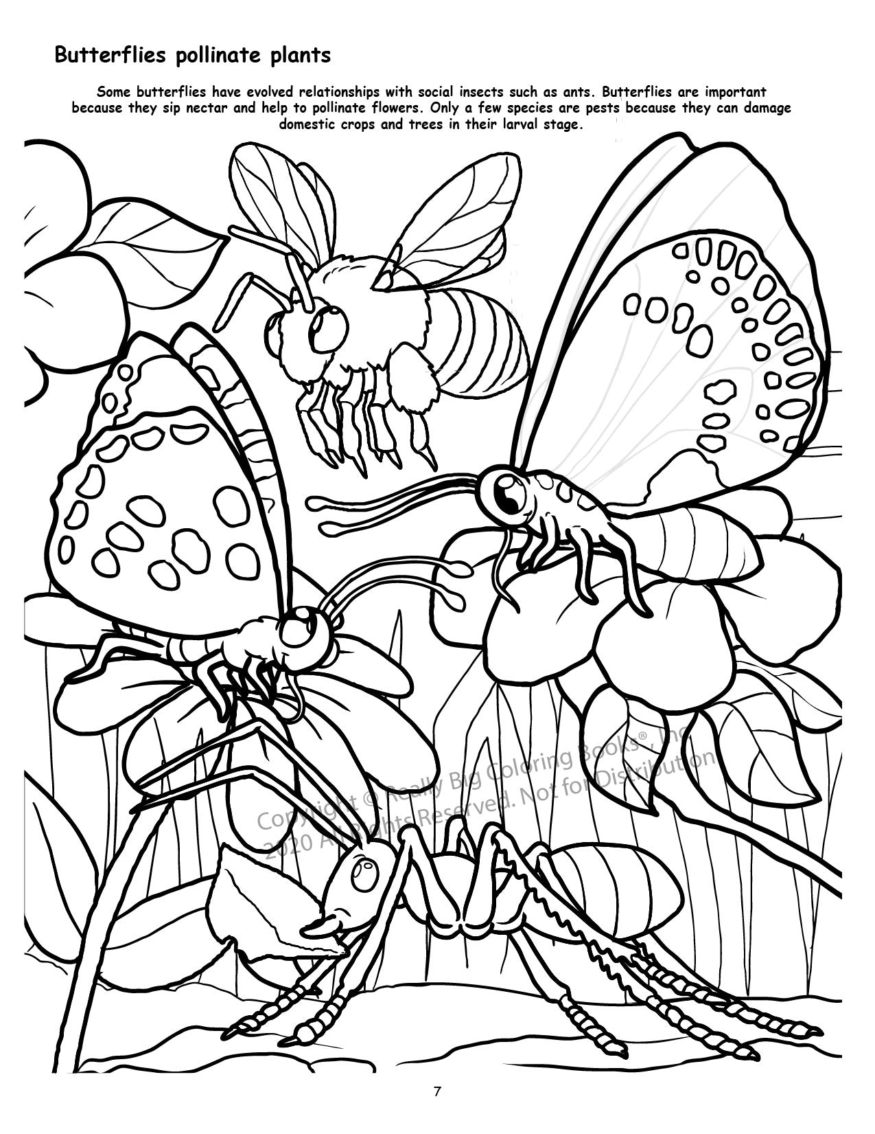 Butterflies and Birds Power Panel Coloring Book Case Pack (12)