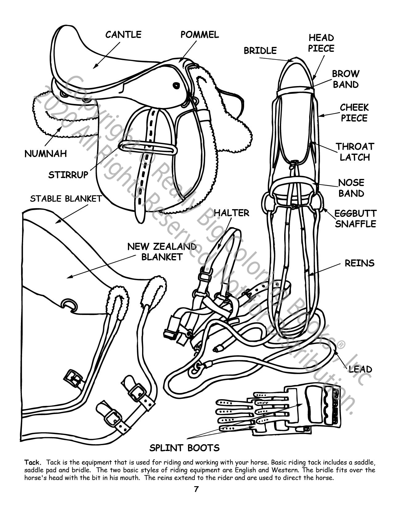 Little Book of Horses Power Panel Coloring Book Case Pack (12)