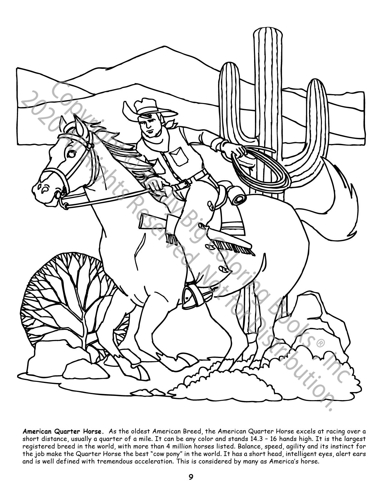 Little Book of Horses Power Panel Coloring Book Case Pack (12)