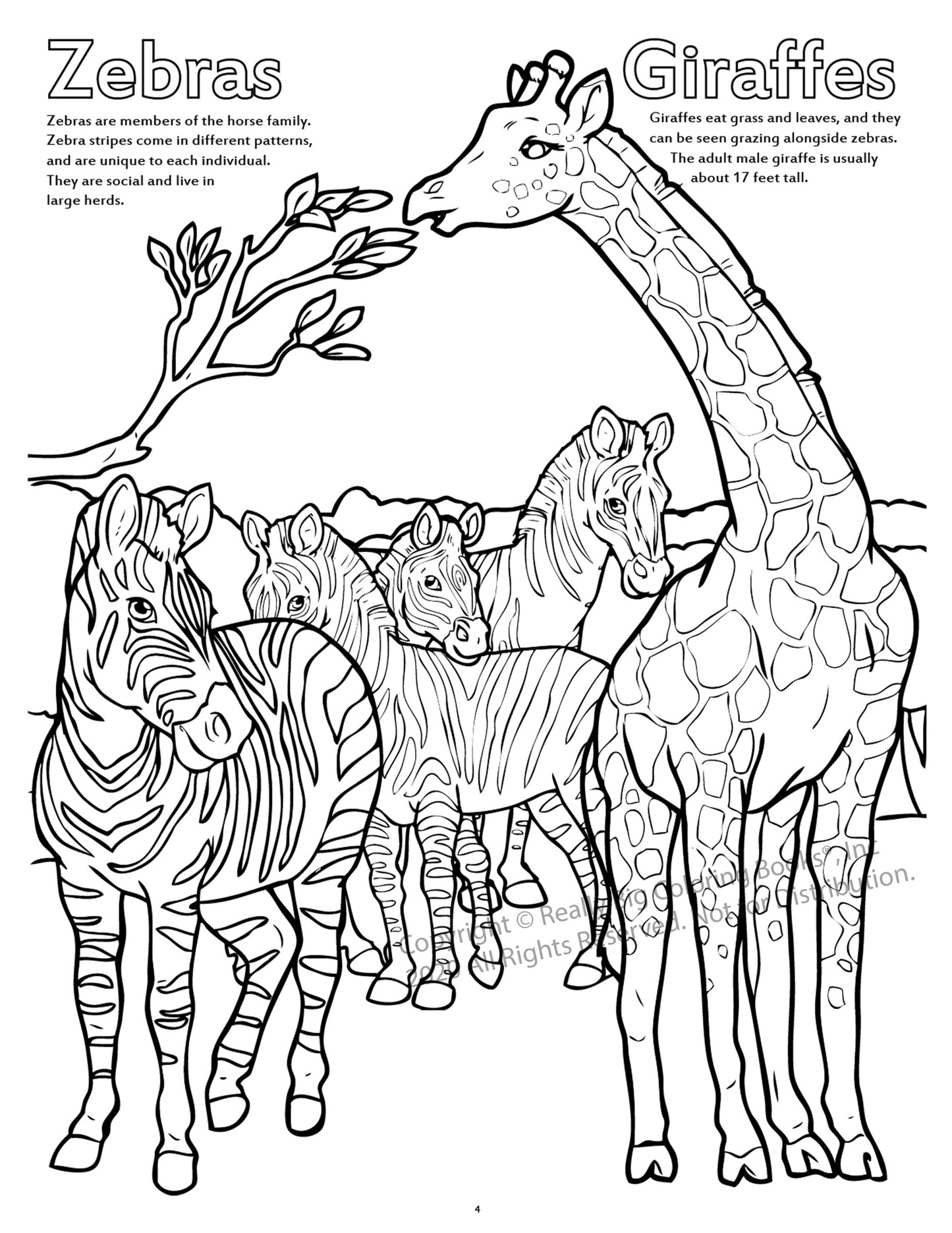 Zoo Animals Coloring Book Case Pack (12)