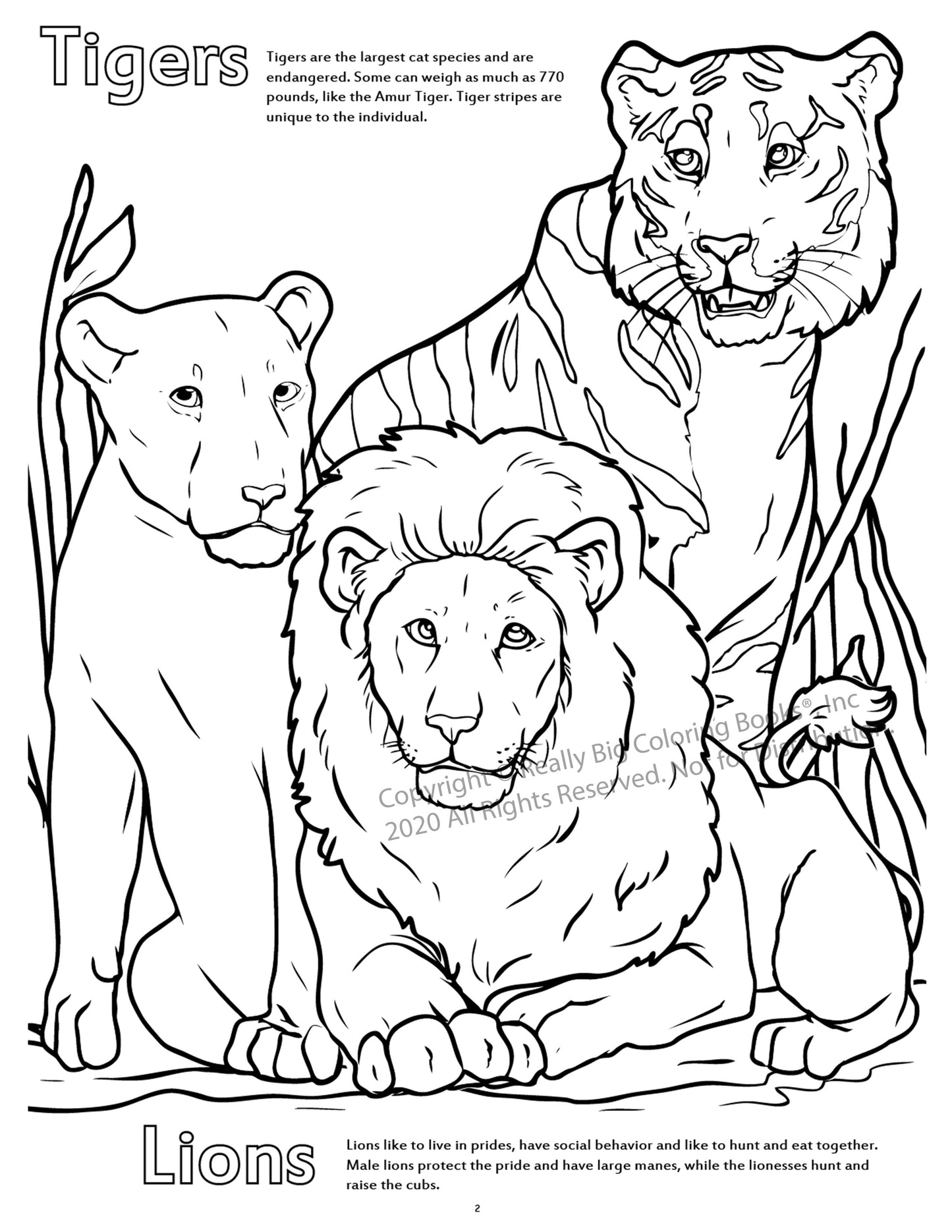 Zoo Animals Coloring Book Case Pack (12)